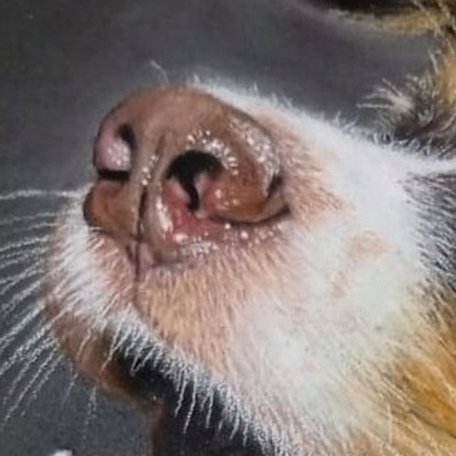 Detalle del hocico y los bigotes