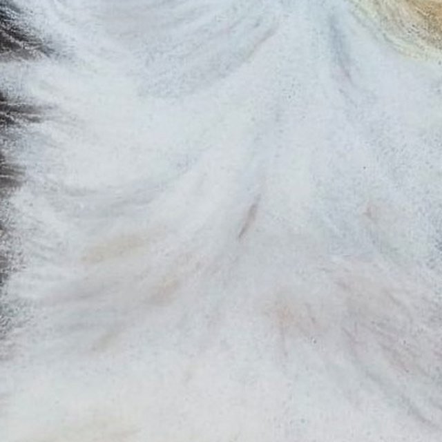 Detalle del pelaje blanco del pecho